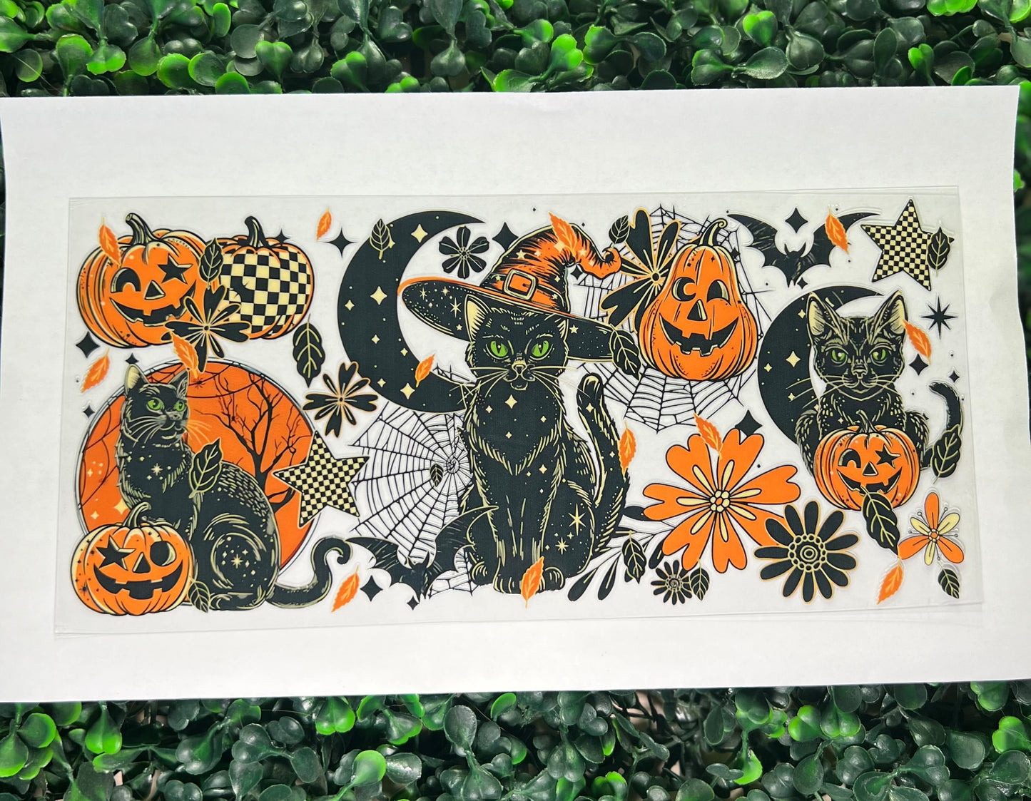 Black cat with pumpkins