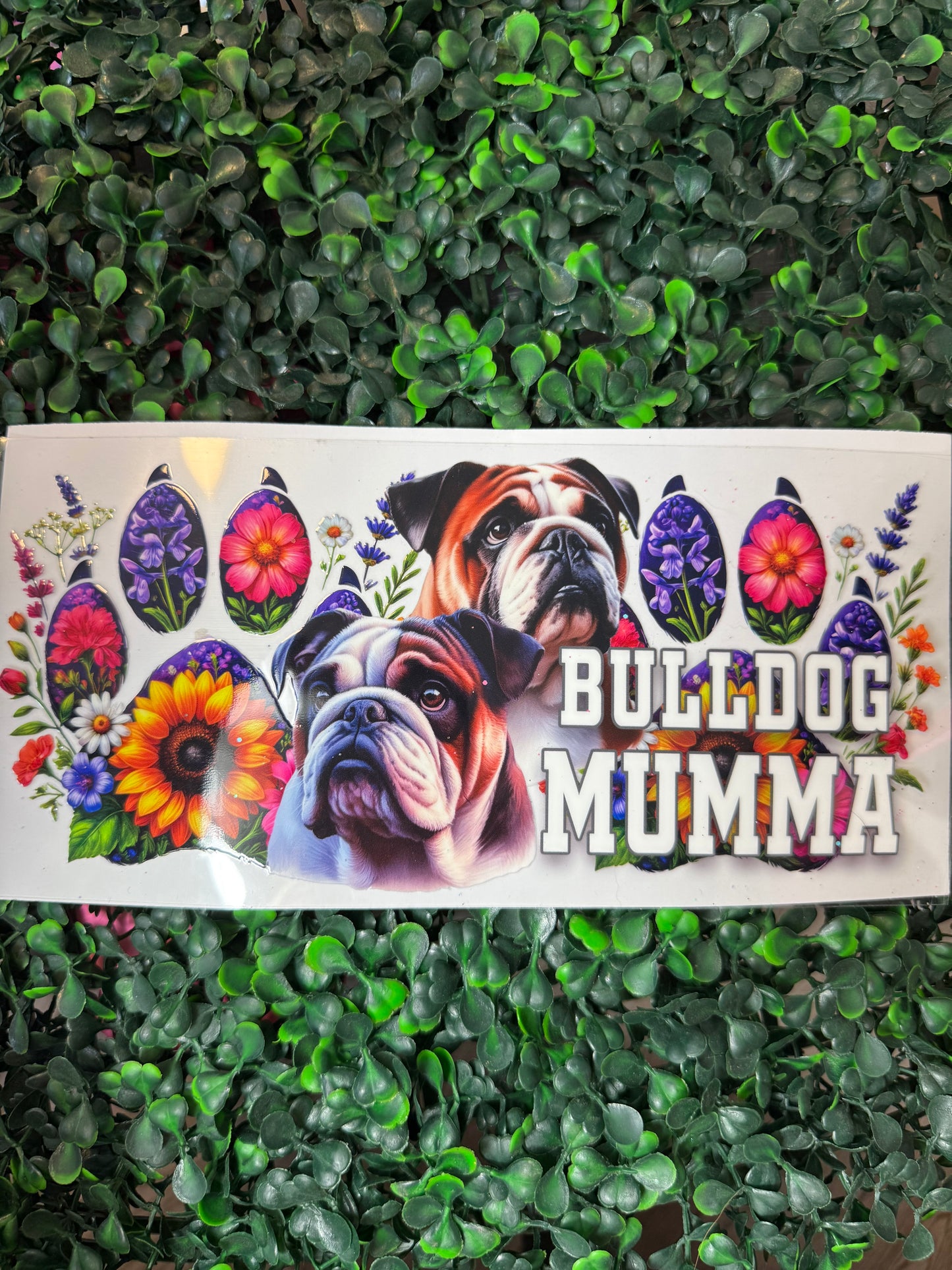 English bulldog