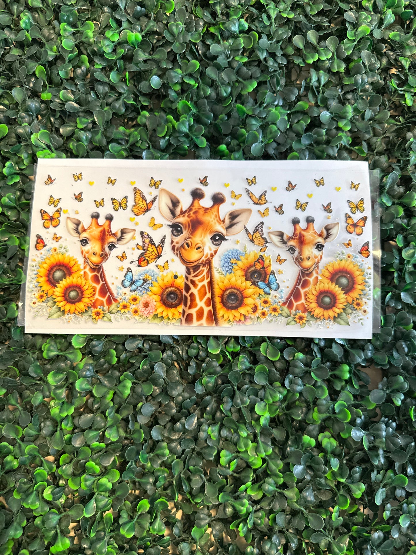 Giraffes and sunflowers 