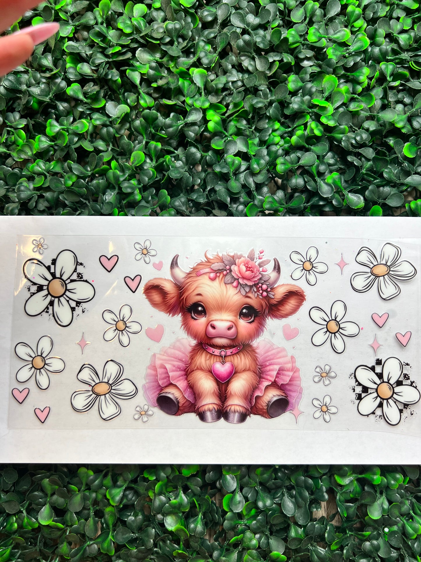 Daisy Pink highland cow wrap