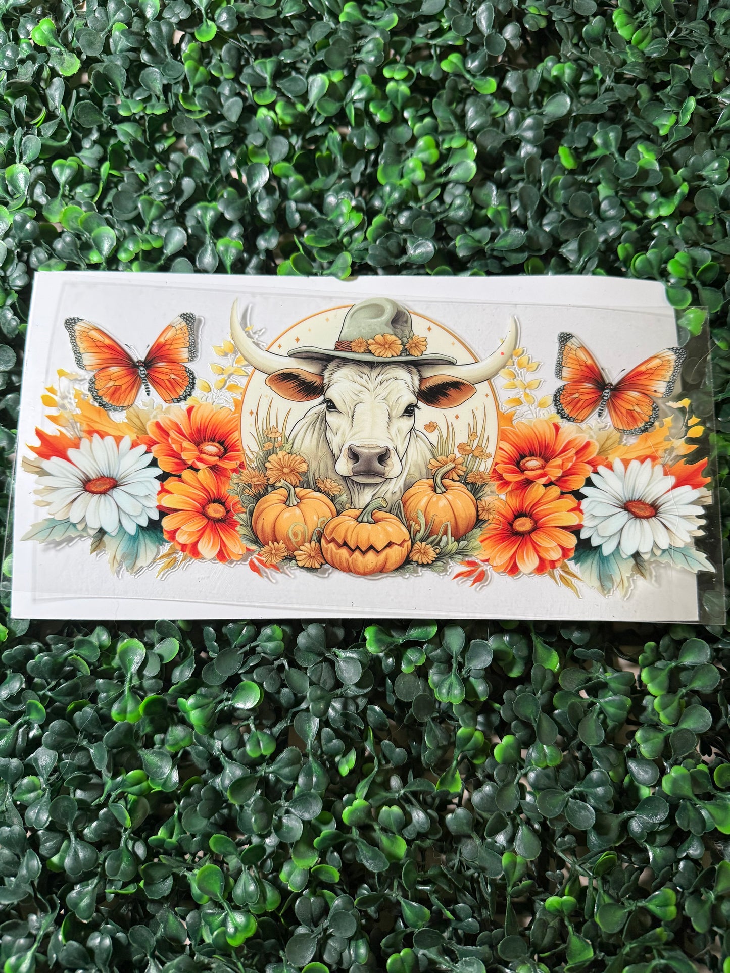 Thanksgiving heifer cow 