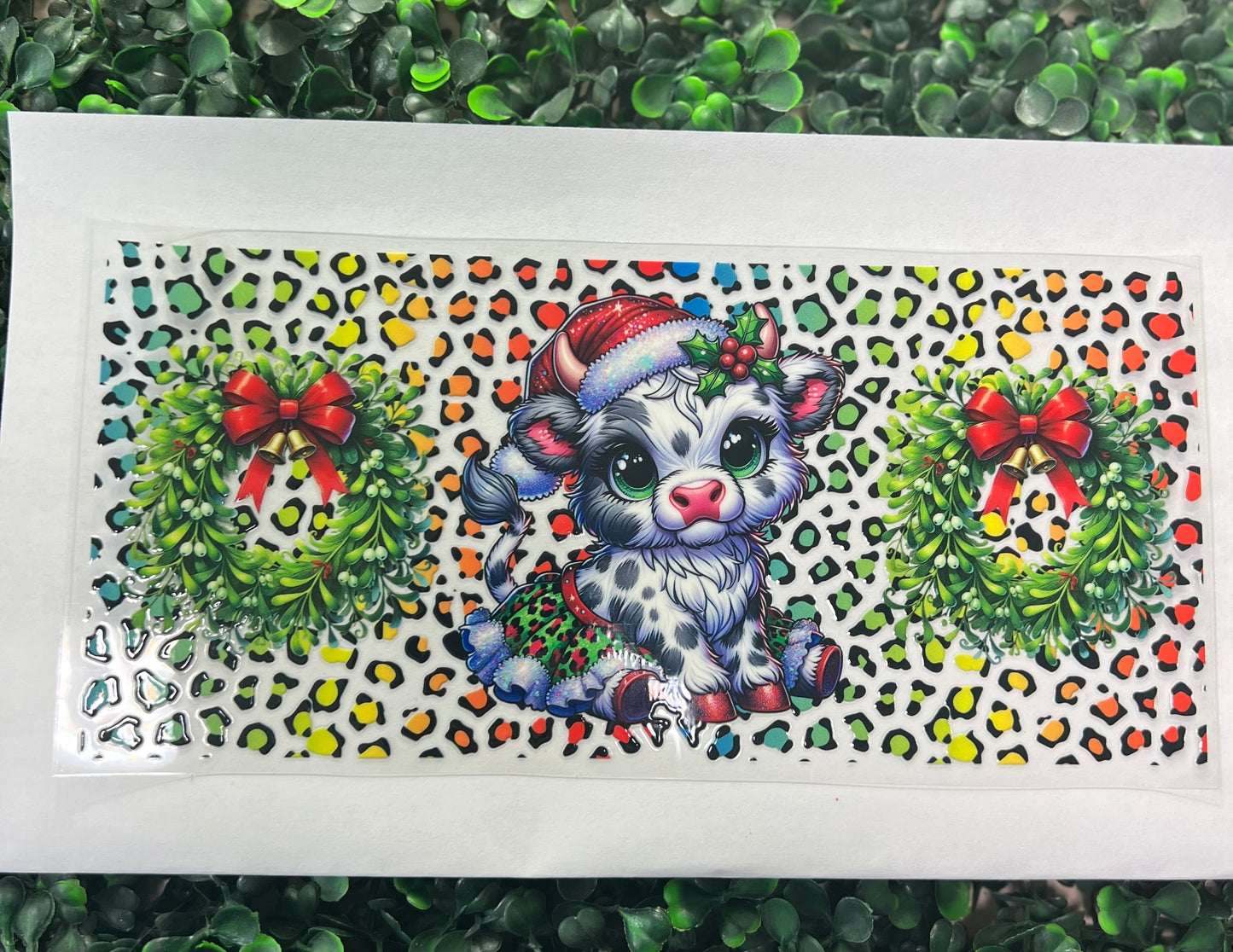 Christmas Highland white cow cheetah