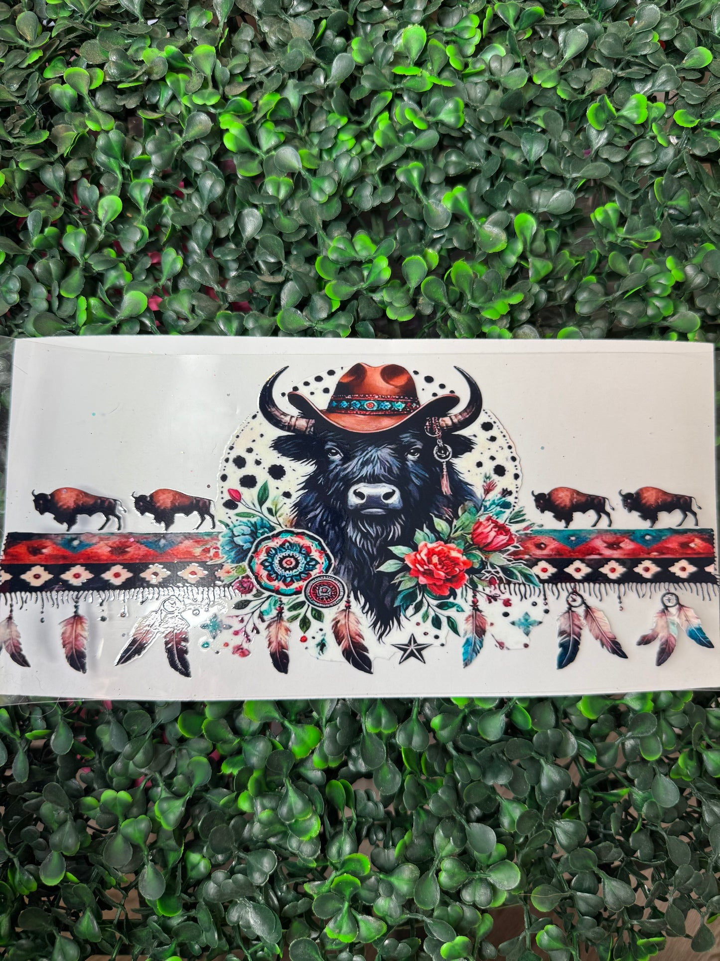 Black bull highland cow
