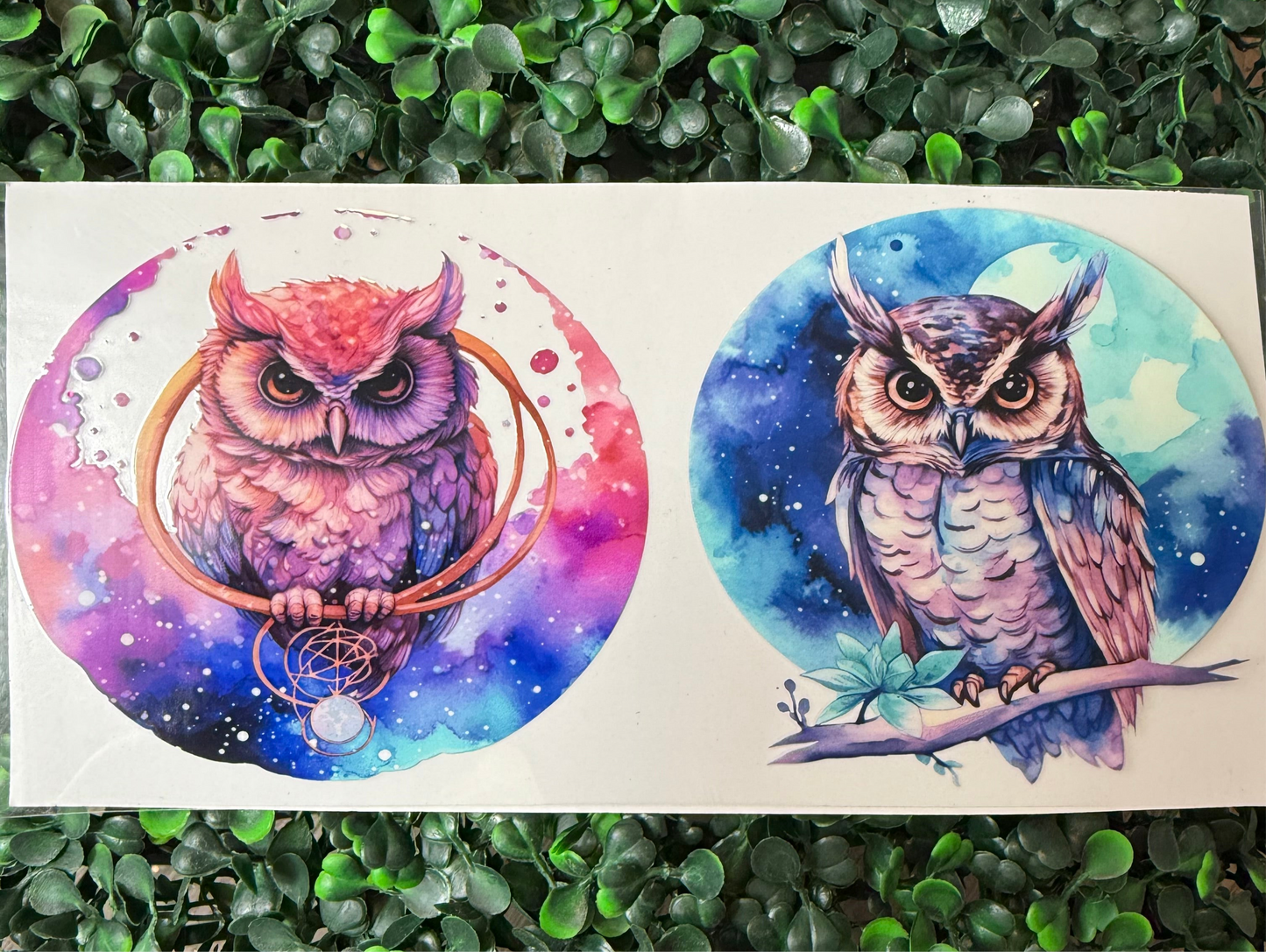 Owls wrap
