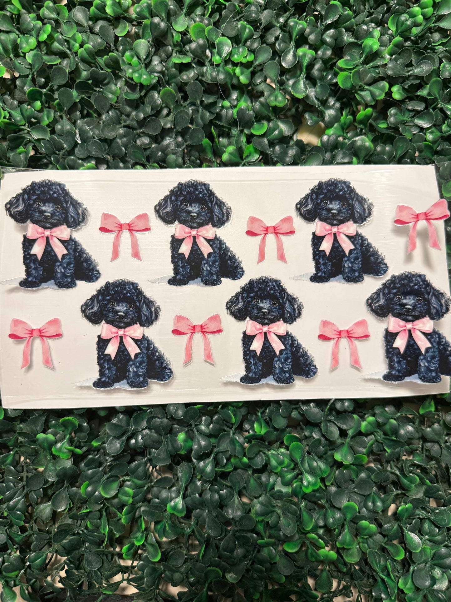 Black poodle with pink bows