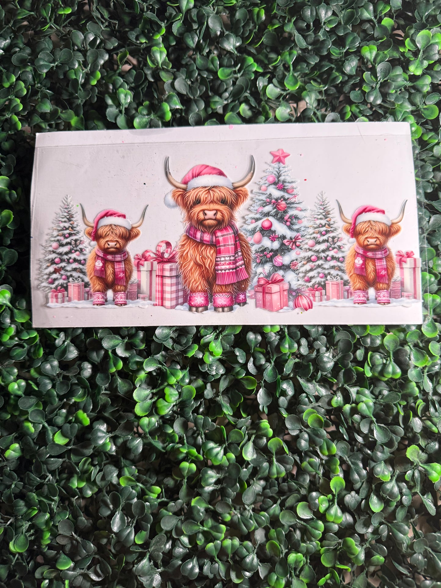 Pink scarf cow Christmas