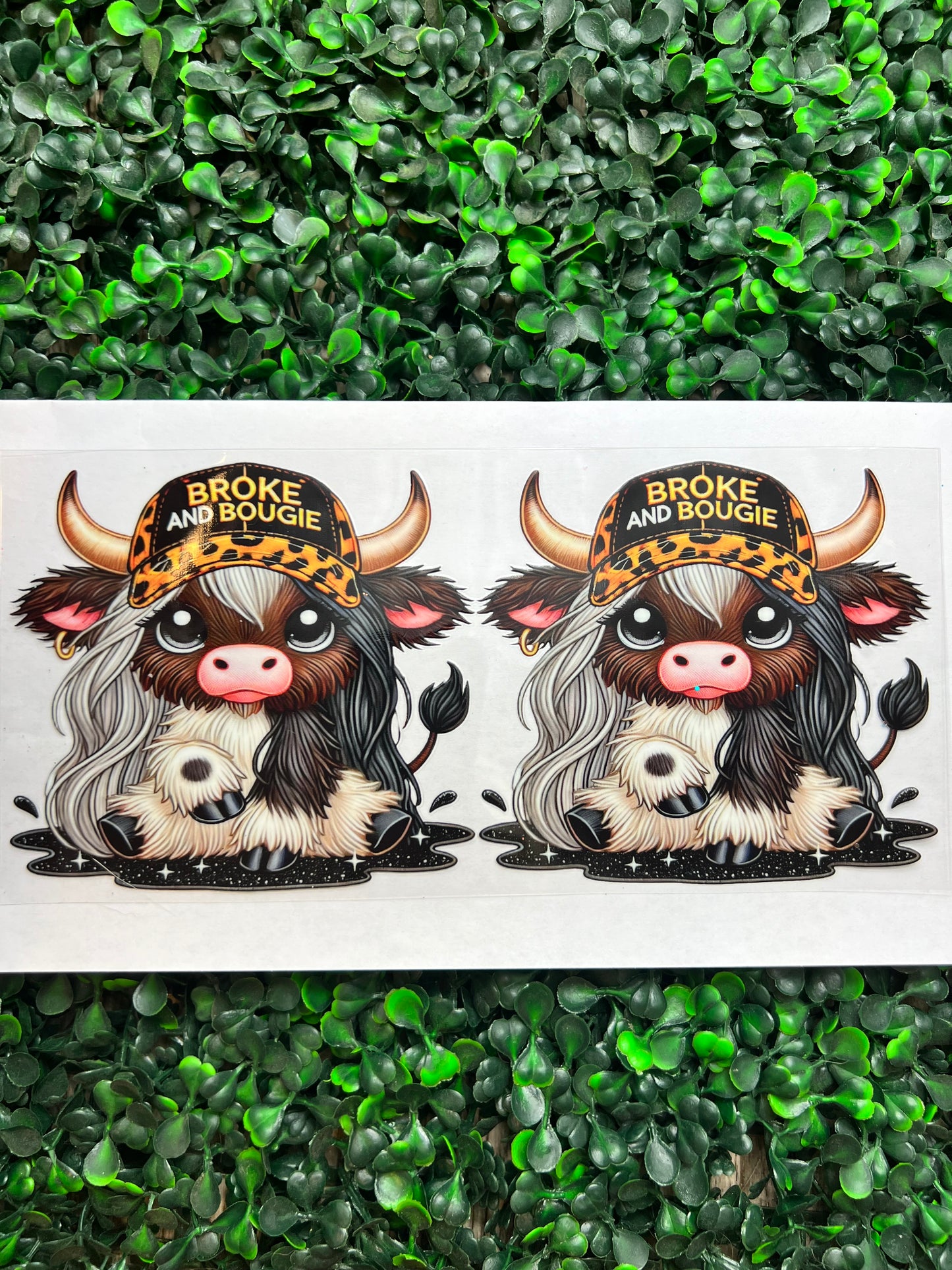 Bougie highland cow wrap