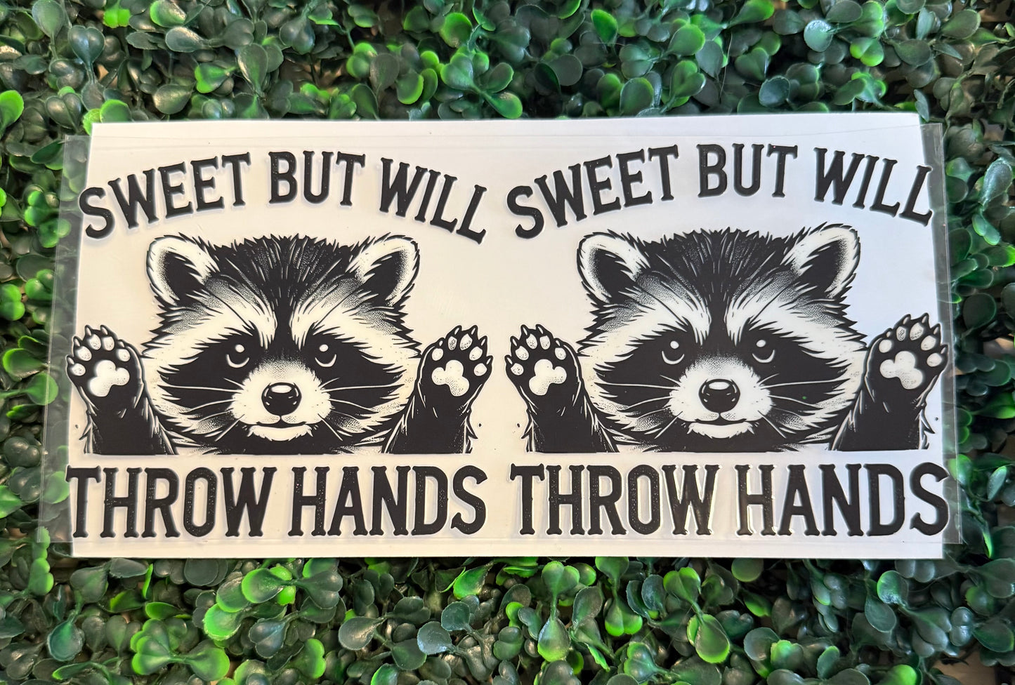 Raccoon sweet but will throw hands ￼