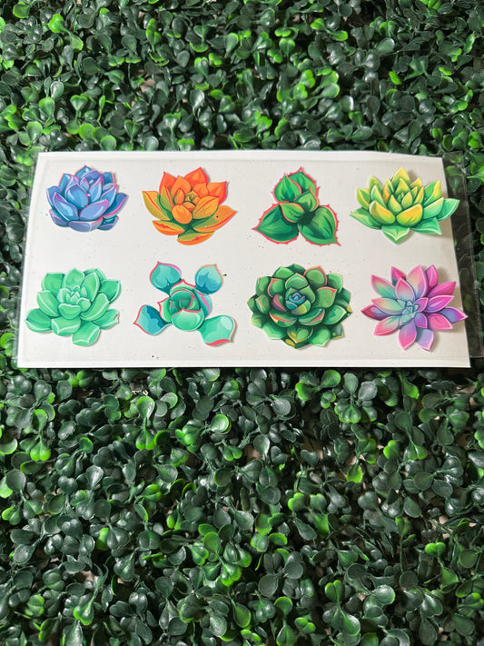 Succulents ￼